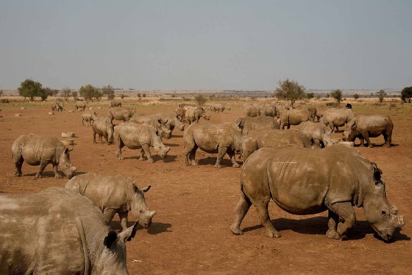 ஏலத்திற்கு வருகிறது உலகின் மிகப்பெரிய காண்டா மிருக பண்ணை | Worlds Largest Rhino Farm To Auction