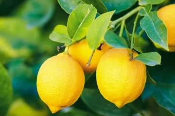 அளவுக்கு அதிகமாக எலுமிச்சை எடுக்கும்போது இந்த பக்கவிளைவுகளை ஏற்படுத்துமாம்! ஜாக்கிரதையாக இருங்க