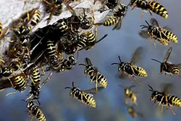 තේ දළු නෙළමින් සිටි කාන්තාවකට ඛේදනීය ඉරණමක් - හදිසි බඹර ප්‍රහාරයකින් බරපතළ තුවාල ලබා රෝහල්ගත කෙරේ