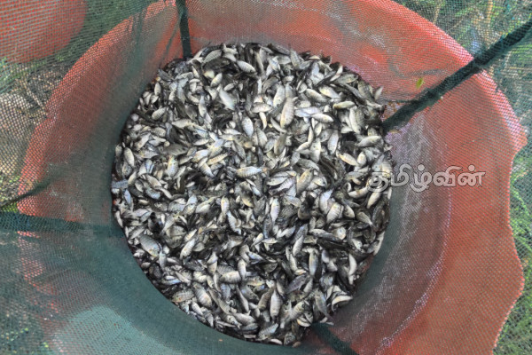 மாந்தை மேற்கில் ஆரம்பித்து வைக்கப்பட்ட பொது வளங்களை முகாமை செய்தல் திட்டம் | Public Resources Management Project Launch மாந்தை மேற்கில் ஆரம்பித்து வைக்கப்பட்ட பொது வளங்களை முகாமை செய்தல் திட்டம் | Public Resources Management Project Launch