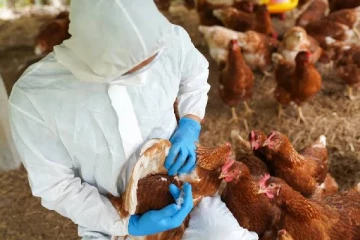 மனித உயிருக்கு அச்சுறுத்தலான பறவைக் காய்ச்சல் ; விஞ்ஞானிகள் கடும் எச்சரிக்கை