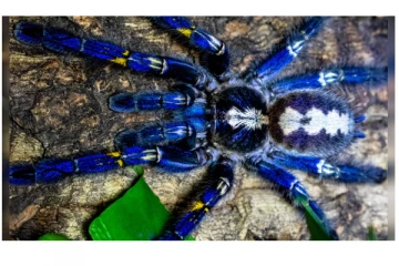 உலகின் அபூர்வமான மயில் சிலந்தி - இவை ஏற்படுத்தும் ஆபத்துக்கள் என்னென்ன?