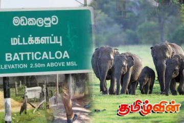 மட்டக்களப்பில் யானைகளினால் ஏற்படும் ஆபத்துகளை தடுப்பதற்கு நடவடிக்கை