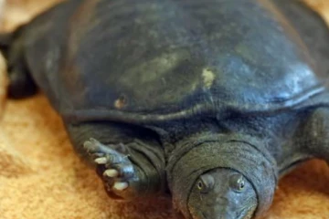 ඕස්ට්‍රේලියාවේ දැවැන්ත ජෛව ආරක්ෂණ මෙහෙයුමකින් මියගිය කැස්බෑවන් අත්අඩංගුවට