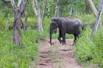 வவுனியாவில் இவ்வருடம் 4 காட்டு யானைகள் உயிரிழப்பு