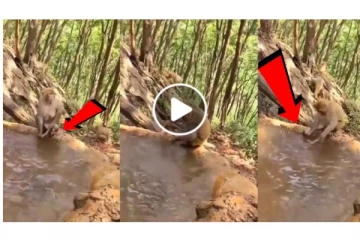 எங்க ஓடுற... ஒழுங்க குளி... மனிதர்களை போலவே தன் குழந்தையை குளிக்க வைத்த தாய் குரங்கு!