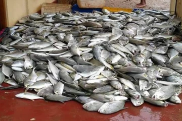 திருமலை மீனவருக்கு அடித்தது அதிஷ்டம்!