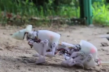 தேடுதல், மீட்பு பணிகளுக்காக களமிறங்கிய ரோபோ எலிகள்! விஞ்ஞானிகள் சாதனை