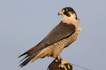 கண்காட்சி கலந்து கொள்ளும் தேசிய பறவை.! தீவிர பயிற்சியில் உரிமையாளர்கள்