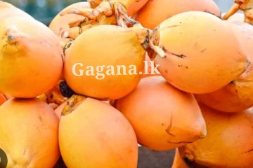 ඇයි.. හිතාගන්නවත් පුළුවන් ද?. තැඹිලි ගෙඩියක් ගිය උඩ..