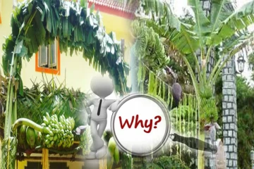 விழாக்களில் வாழை மரம் கட்டுவது ஏன்? அறிவியல் காரணத்தை தெரிஞ்சிக்கோங்க