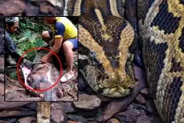 பெண்ணை உயிருடன் விழுங்கிய 16 அடி மலைப்பாம்பு
