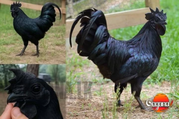 ලක්ෂ 30 ලැම්බෝගිනි කළු කුකුළා බිත්තරයක් රු .5000යි දැකලා තියෙනවද? [PHOTOS]