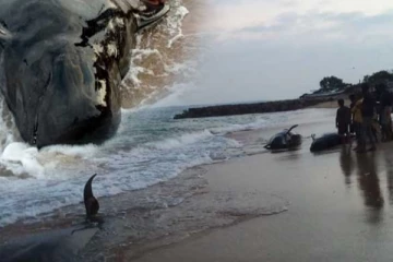 හදිසියේම වෙරළට ආ අමුත්තන් ..