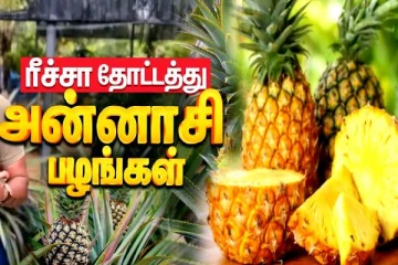 றீ(ச்)ஷாவில் அமோக விளைச்சல் கொடுக்கும் அன்னாசி பழம்