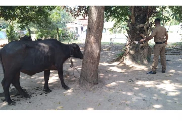 அனுமதிப்பத்திரம் இன்றி கால்நடைகளை வாகனத்தில் ஏற்றிச் சென்ற இருவர் கைது!