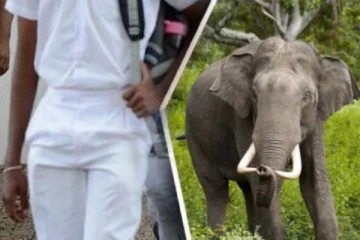 யானை தாக்குதலுக்கு இலக்காகி மாணவன் வைத்தியசாலையில் அனுமதி
