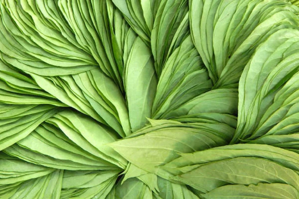 இலங்கையில் சடுதியாக அதிகரித்த வெற்றிலை விலை | Betel Leaf Price Increase In Sri Lanka