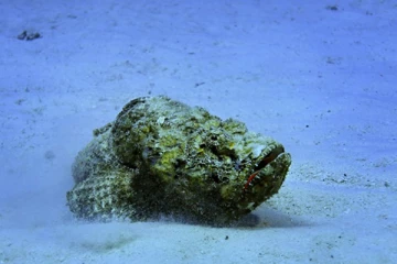 விஷப் பாறை மீன்கள் தொடர்பில் பொதுமக்களுக்கு எச்சரிக்கை