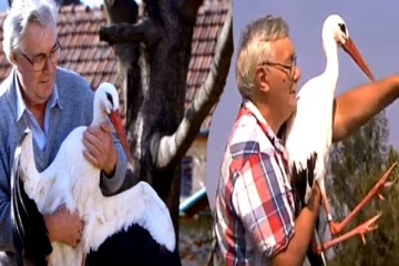 மனிதர்களை பொறாமைப்பட வைத்த நாரைகளின் காதல் கதை!