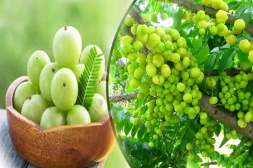 தினம் ஒரு நெல்லிக்காய் சாப்பிட்டால் இந்த பிரச்சினை வரவே வராது