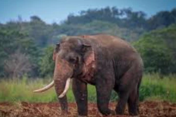 අසාධ්ය අග්බෝට පිරිත් දෙසුමක් - පිරිත් දෙසුම අතරතුර කව්රුත් පුදුම කරමින් ඇතු සිදු කළ දේ..(VIDEO)