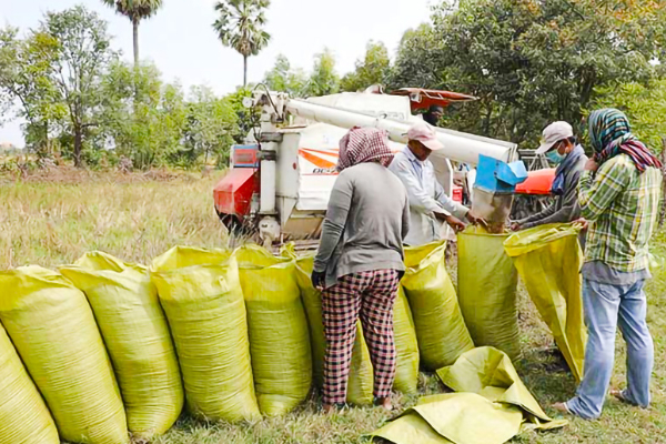 நெல்லுக்கு குறைந்த விலை : அரசை விமர்சிக்கும் விவசாயிகள் | Farmers Criticize Govt Paddy Price Sri Lanka