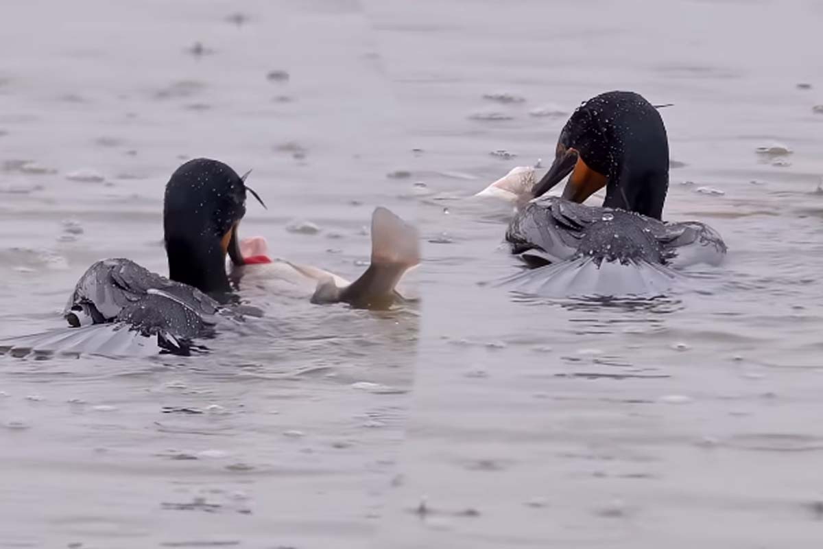 Viral Video: இதுவரை இப்படியொரு மீன் வேட்டையை பார்த்திருக்க மாட்டீங்க... புல்லரிக்க வைக்கும் காட்சி | Cormorants Catch Fish Swallow Viral Video