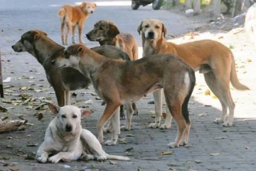 தெரு நாய்கள் அதிகமாக உள்ள மாநிலம் எது? மொத்தம் 8,958,143 நாய்க்கடிகள் பதிவு