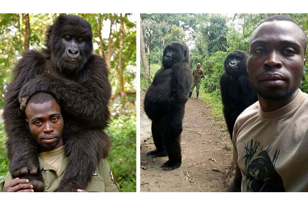 செல்பி மூலம் பிரபலமான கொரில்லா: பாதுகாவலர் தோளில் சாய்ந்து உயிரைவிட்ட சோகம்! கலங்க வைக்கும் புகைப்படம் | Ndakasi Mountain Gorilla Viral Selfie Dies