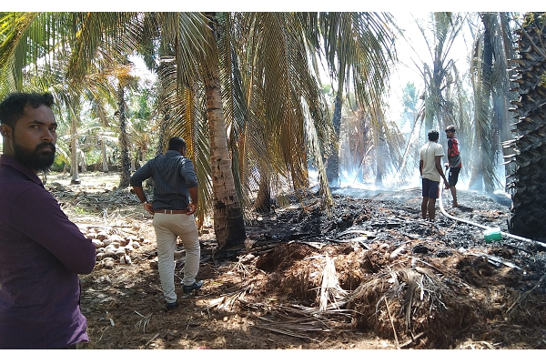 திடீரென பரவிய தீயினால் பயன்தரு தென்னைகள் கருகின! | Incidents Of Forest Fires On The Rise In Kilinochi