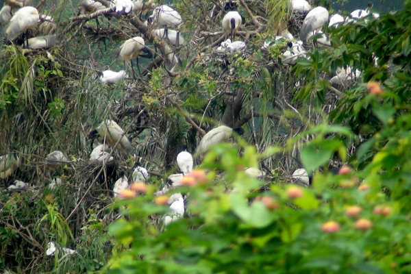 இனப்பெருக்கத்திற்காக மட்டக்களப்பிற்கு வந்துள்ள வெளிநாட்டு பறவைகள்! | Foreign Birds Have Arrived In Batticaloa