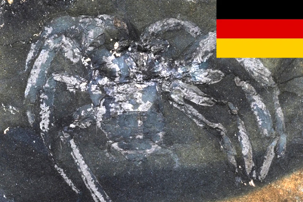 ancient spider fossil Germany, Arthrolycosa wolterbeeki discovery, 310 million year old spider, prehistoric arachnid fossil, spider evolution fossil record, Piesberg quarry fossil find, CT scan spider fossil Germany, Carboniferous spider species, oldest spider fossil in Europe, spider spinnerets fossil evidence ancient spider fossil Germany, Arthrolycosa wolterbeeki discovery, 310 million year old spider, prehistoric arachnid fossil, spider evolution fossil record, Piesberg quarry fossil find, CT scan spider fossil Germany, Carboniferous spider species, oldest spider fossil in Europe, spider spinnerets fossil evidence