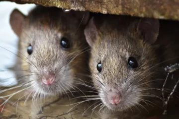 6 மாத குழந்தையை கடித்துகுதறிய எலிகள்; அமெரிக்காவில் பயங்கரம்