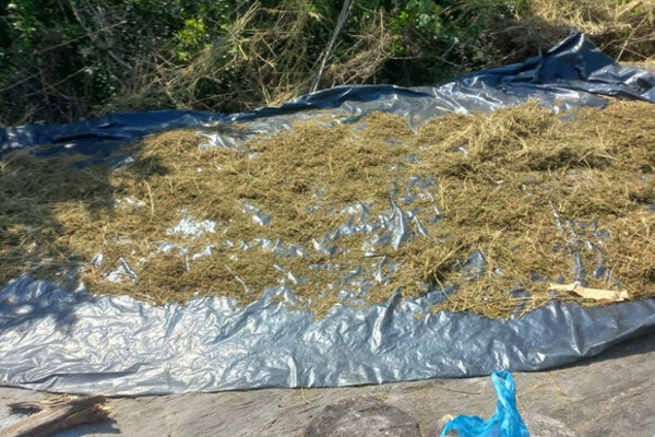 தேசிய பூங்காவிற்குள் இரகசிய தகவலால் இருவரின் மோசமான செயல் அம்பலம் | 2 Person Aresst In National Park With Drugs