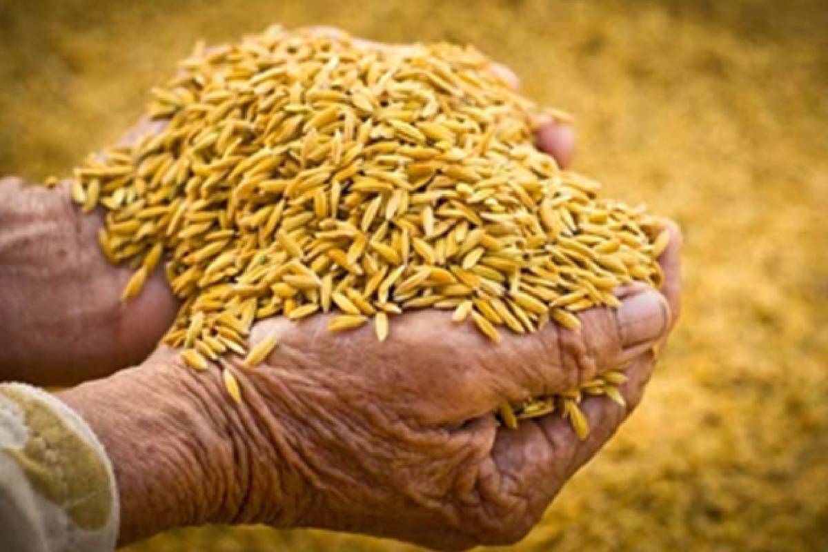 விவசாயிகளிடமிருந்து மேலும் நெல் கொள்வனவு செய்ய அரசு திட்டம் | Government Plans To Purchase Rice From Farmers