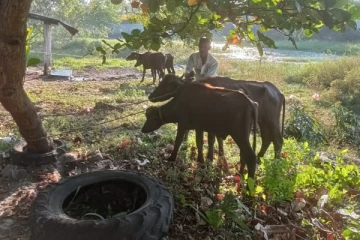பொலன்னறுவையில் சட்டவிரோதமாக கடத்தப்பட்ட எருமை மாடுகள்: சந்தேகநபர் கைது