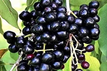 நாவல் பழத்தில் பாம்பின் விசம்; சிறுவன் பரிதாப உயிரிழப்பு