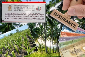 தென்னை பயிர்ச்செய்கைக்கு காப்புறுதித் திட்டம் : வெளியான தகவல்