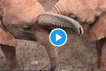 முத்தமிட்டு காதல் மழை பொழிந்த யானைகள்: கண்கொள்ளா காட்சி