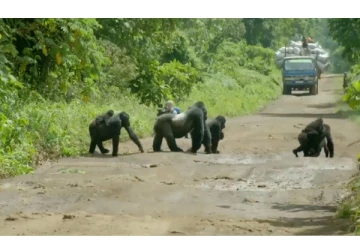 கெத்தா... நடுரோட்டில் நின்று... தன் இனத்தை வழிநடத்திய கொரில்லா கூட்ட தலைவன் - வைரலாகும் வீடியோ