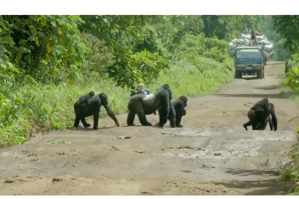 கெத்தா... நடுரோட்டில் நின்று... தன் இனத்தை வழிநடத்திய கொரில்லா கூட்ட தலைவன் - வைரலாகும் வீடியோ - தமிழ்நாடு