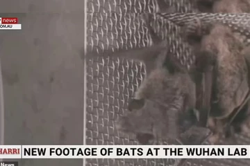 சீன ஆய்வகத்தில் வௌவால்கள்... ஆதார வீடியோ வெளியானது