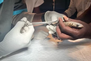 முள் குத்தி உயிருக்குப் போராடிய பாம்பு - அறுவை சிகிச்சைக்கு பின் காப்பாற்றிய மருத்துவர்கள்..!