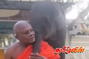 வெள்ளத்தில் காப்பாற்றப்பட்ட யானைக் குட்டி