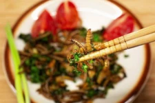 ஐரோப்பாவில் மனித உணவாக புழுக்கள் அங்கீகாரம்