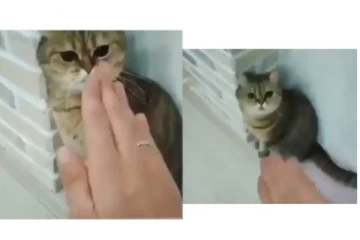 யாருக்கிட்ட... எனக்கும் தெரியும்டா...  எதிரியிடமிருந்து தற்காத்துக்கொள்ள பூனை செய்யும் செயலை பாருங்க!