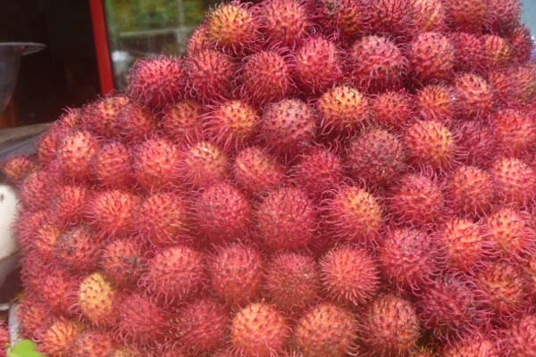 யாழில் பத்து வயது சிறுவனுக்கு எமனான ரம்புட்டான் பழம் - ஐபிசி தமிழ்