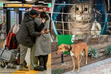 துபாயை விட்டு புலம்பெயரும் வெளிநாட்டினர்: அதிகரிக்கும் செல்லப்பிராணிகளின் எண்ணிக்கை