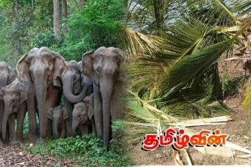 காட்டு யானைகள் அட்டகாசம்! 33 தென்னை மரங்கள் நாசம்